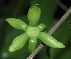 Image result for Monoon