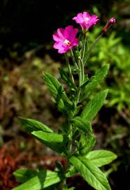 Image result for Epilobium hirsutum