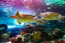 Ripley'S Aquarium Myrtle Beach Tickets 2024