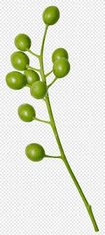 The leaflets are lance shaped and taper towards the tip with a dark green upper surface a lighter green under surface. Neem Tree Fruit Chinaberry Tree Green Fruit Png Pngegg