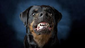Mordedura De Perro Cuidados Y Tratamiento Md Saude