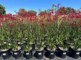 Image result for Anigozanthos