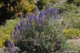 Image result for Boraginaceae