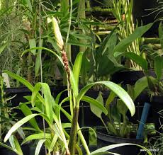 Image result for Bulbophyllum cochleatum