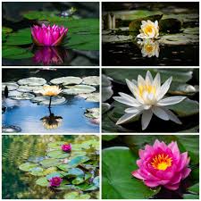There is currently no wiki page for the tag water lily flower. Waterlilies Twitter Search