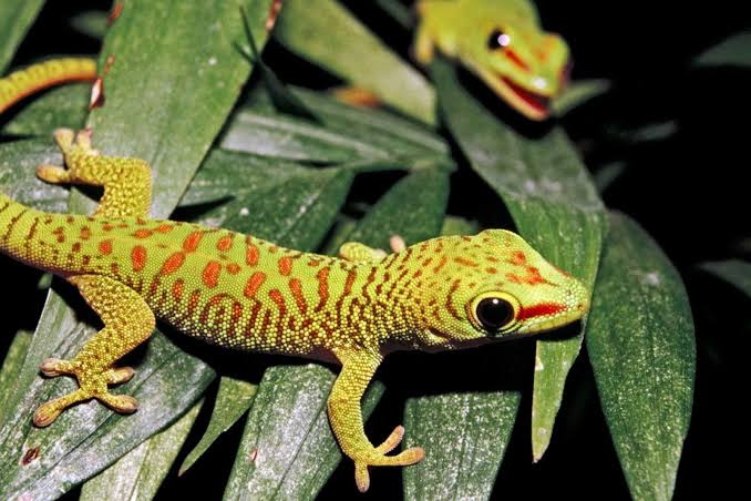 Gecko | National Geographic Kids