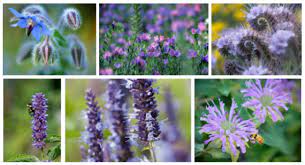 What flowers do bees like nz. Best Practices To Attract Bees And Other Pollinators