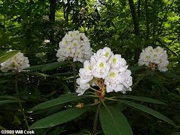 Rosebay Rhododendron Rhododendron Maximum Rhododendron Garden Shrubs Azaleas