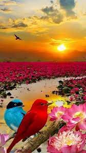 Looking for the best wallpapers? Saddam Morning Sun Is Rising All The Environment Looks Like Red 133 Nature Images Hd Nature Images Nature Photography Flowers