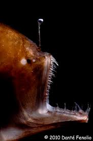 Maybe you would like to learn more about one of these? Deep Sea Anglerfishes Melanocetidae And Ceratiidae Characteristics Habitat Behavior
