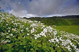 Dzukou Flower Valley Travel Directory Dzukou Flower Valley Dzukou Flower Valley Tour Company List Travel Firm Places To Travel Northeast India Local Legends