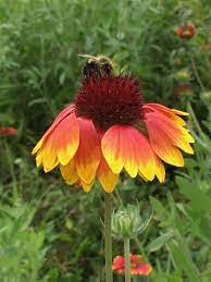 Check spelling or type a new query. Plant A Pollinator Garden Ohio Native Plant Month