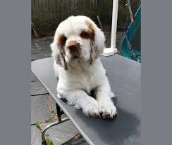 Please check again soon for new, beautiful clumber spaniel. Embark Dog Dna Test Breed