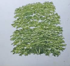 In dieser anleitung zeige ich euch wie einfach es ist einen. Einen Baum Malen Mit Aquarellfarben John Fisher Wie Malt Man De Zeichnen Lernen Malen Lernen Online Malkurs Mit Acryl Und Olfarbe Malenwie Malt Man De Zeichnen Lernen Malen Lernen Online Malkurs Mit Acryl Und Olfarbe Malen