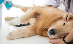 Canine Epilepsy Understanding Dog Seizures How To Deal With It K9 Web