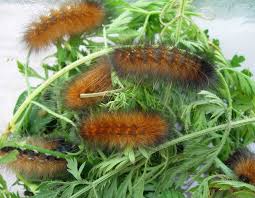 Black And White Striped Caterpillar Virginia Tywkiwdbi Tai Wiki Widbee Virginia Tiger Moth Spilosoma Virginica And The Yellow Bears Raising Caterpillars To Moths Tiger Moth Moth Virginia
