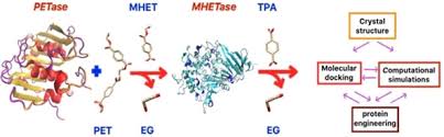 Maybe you would like to learn more about one of these? Novel Pet Degrading Enzymes Structure Function From A Computational Perspective Berselli 2021 Chembiochem Wiley Online Library