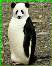 Maknae In 2020 Animal Mashups Funny Animals Animal Photography