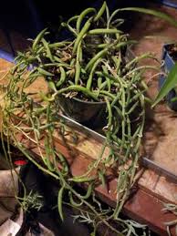One of the prettiest hanging succulents is the string of pearls. Viney Succulent That Looks Like Green Beans Or Sweet Peas