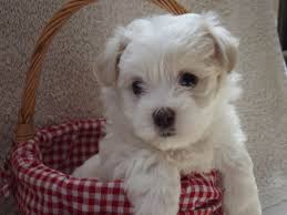Shih tzu mix puppies for sale in pa breed info when looking for a puppy mixed with shih tzu, it's important to research the other breeds in the puppy, as well as ask other owners of their own experiences with. Shih Tzu Chihuahua Mix A K A Shichi Breed Info 21 Pictures Animalso