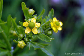 Image result for Ranunculus sceleratus