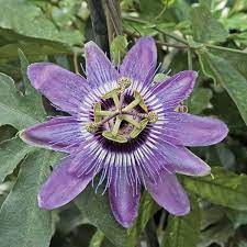 Pin On Spring Blooming Plants