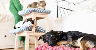 899 anzeigen zu wohnung mieten gefunden. Haustiere In Der Wohnung Mietrecht Faktencheck Wohnnet At