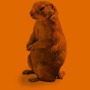 Emergency pest & wildlife is central ohio's premier rapid response pest control and wildlife removal company. Bay Area Wildlife Solutions Delaware And Maryland Animal Removal