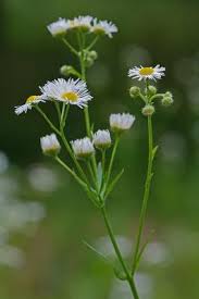 Image result for Erigeron steudelii