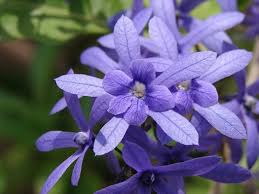 Image result for Petrea volubilis
