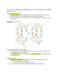 Divide that rna's into triplets to get the equivalent protein name of it. Chapter 8 Lecture Book Notes Genetic Analysis An Integrated Approach Studocu