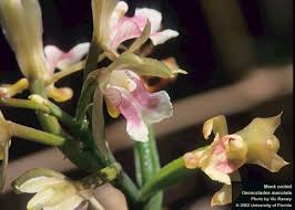 Image result for Oeceoclades maculata