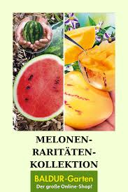 Melonen Raritaten Kollektion Obst Fur Pflanzkubel Bei Baldur Garten Melonen Melonenbirne Obst
