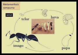 Semut memiliki kepala besar dengan mata majemuk, antena siku, dan rahang yang kuat. Daur Hidup Semut Siklus Fase Urutan Cara Berkembang Dan Gambar
