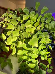 Image result for Adiantum comorense