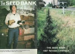 Find the best seed bank with reliable shipping now! Neville Schoenmakers The Sneaky King Of Cannabis