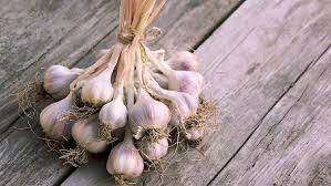 Bisa dilakukan menanam bawang merah secara hidroponik. Tips Menanam Bawang Putih Di Rumah Sederhana Dan Mudah Dilakukan
