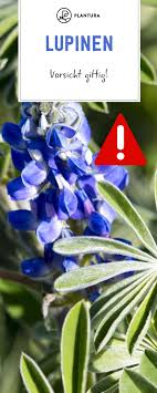 Sie holen mit ganz unrecht hat der entsetzte briefeschreiber nicht: Lupinen Giftig Oder Nicht Plantura Lupinen Lupinensamen Lupinien