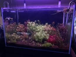 Image result for Xyris valida