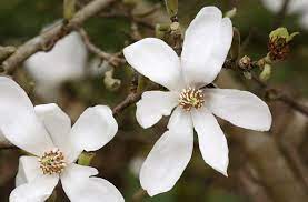Pin On Garden Ideas