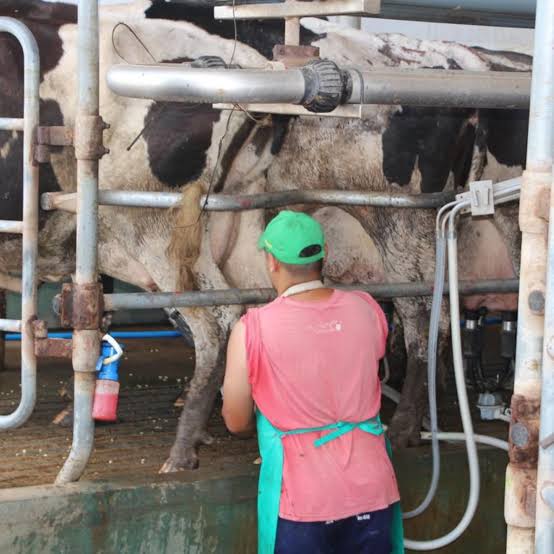Cambio en el negocio: casi tres de diez litros de leche ya salen de tambos que producen más de 10.000 litros diarios - LA NACION