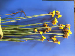 Image result for Xyris valida