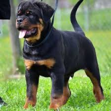 They are all black but one male has some white on his chest. Rottie Poo And Rottle Guide 2021 Rottweiler Poodle Mix We Love Doodles