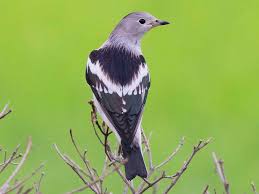 Daurian Starling