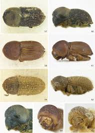 Image result for Orthopichonia