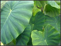 In no time they will multiply, create shade and help keep the pond clear and healthy. When To Plant Elephant Ear Bulbs Gardening Channel