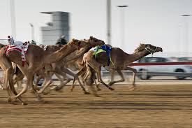 Below you can find a complete list of saudi arabian animals. How Camel Racing Is Making Headway As A Competitive Sport In Saudi Arabia Page 2 About Her