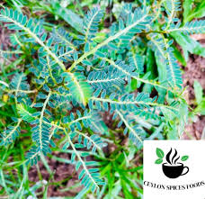 Image result for Phyllanthus omahakensis