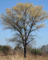 Image result for Acacia nigrescens
