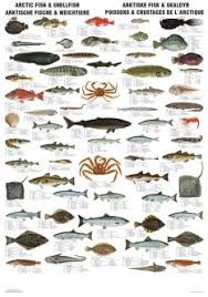 Arctic Fish Shellfish Sea Fish Fish Design Fish